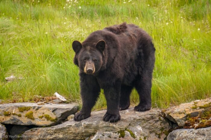 Alaska Wildlife Conservation Center, AWCC, bear