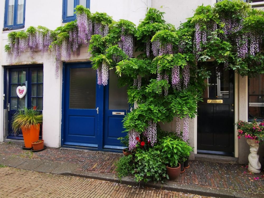 Wisteria in Haarlem, the Netherlands
