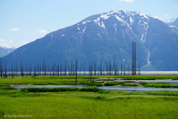 The Ghost forest on Seward Highway, a reminder of the 1964 great Alaskan earthquake
