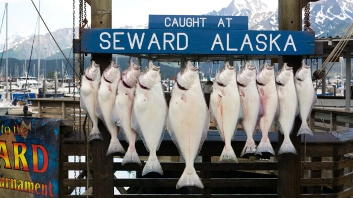Seward Alaska, Fishing, Halibut, small boat habor