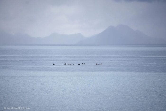 Kenai Fjords National Park, boat tour, scenic view, sea otters