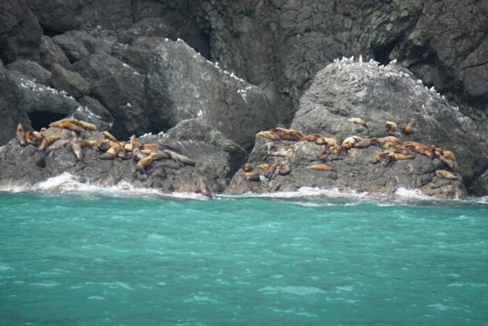 Kenai Fjords National Park, boat tour, scenic view, steller sea lions