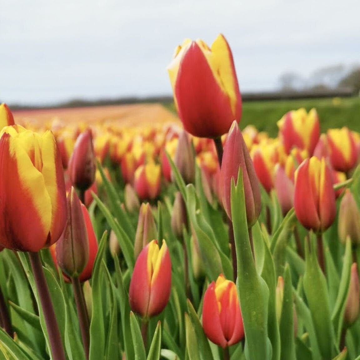 spring in the Netherlands