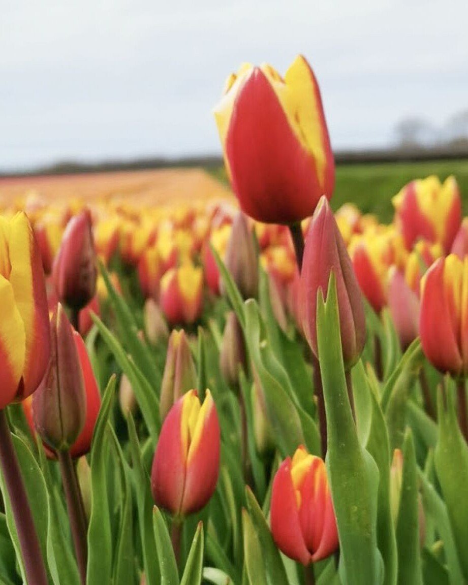 spring in the Netherlands