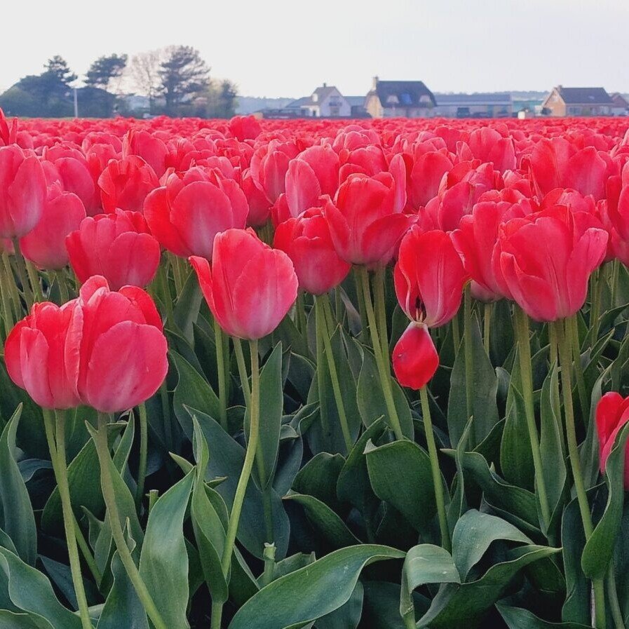 20230421_183117 13 A field of red tulips