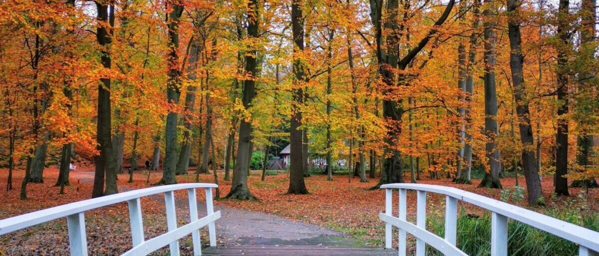IMG_20211112_125604 1 Trail, bridge, forest, autumn, foliage, Den Haag, Clingendael Park