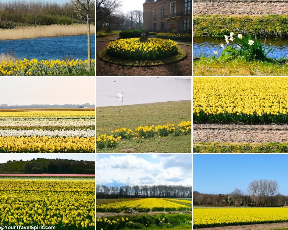 Daffodils in the Netherlands during spring