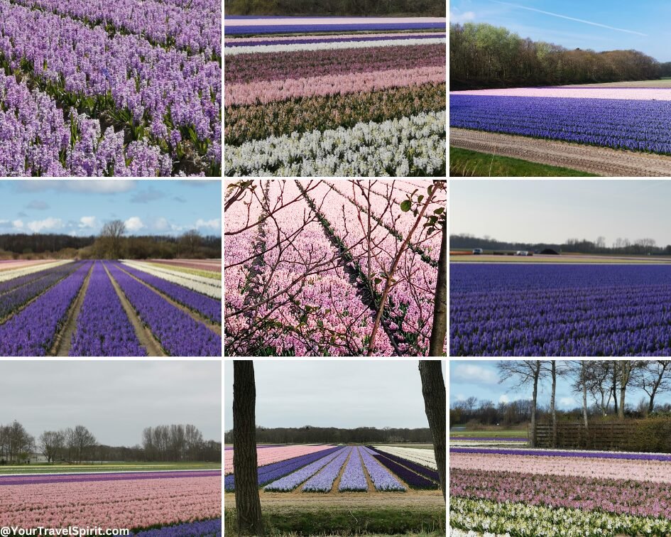 Hyacinths in the Netherlands during spring