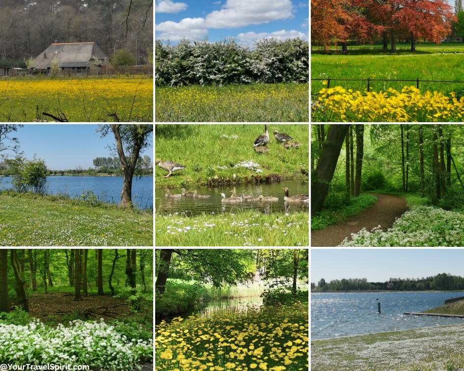 Wildflowers in the Netherlands during spring
