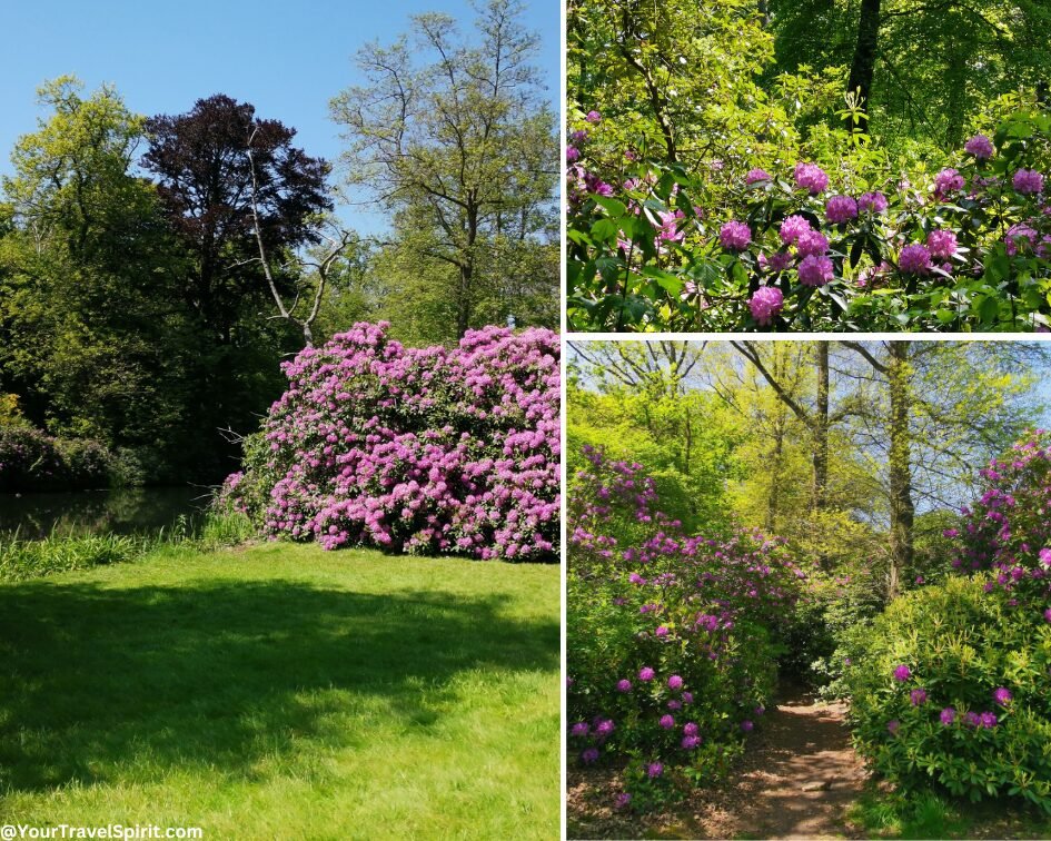Rhododendrons in the Netherlands during spring