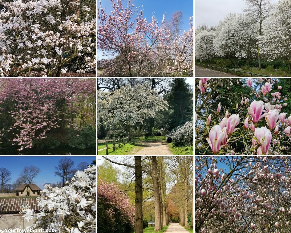 Magnolias in the Netherlands during