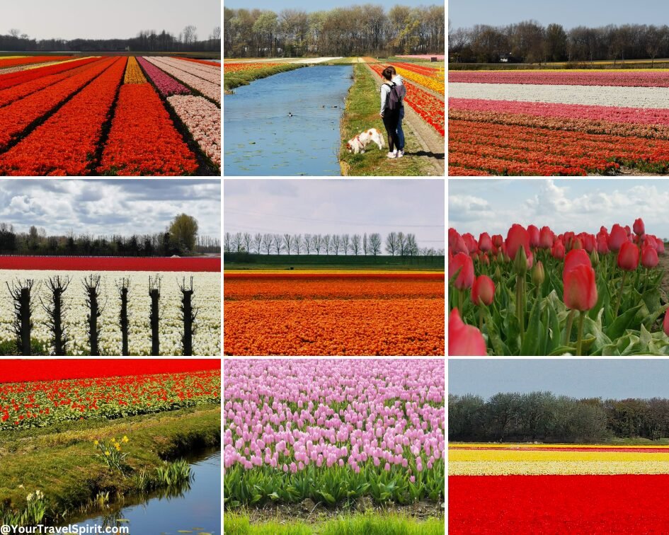 Tulip in the Netherlands during spring