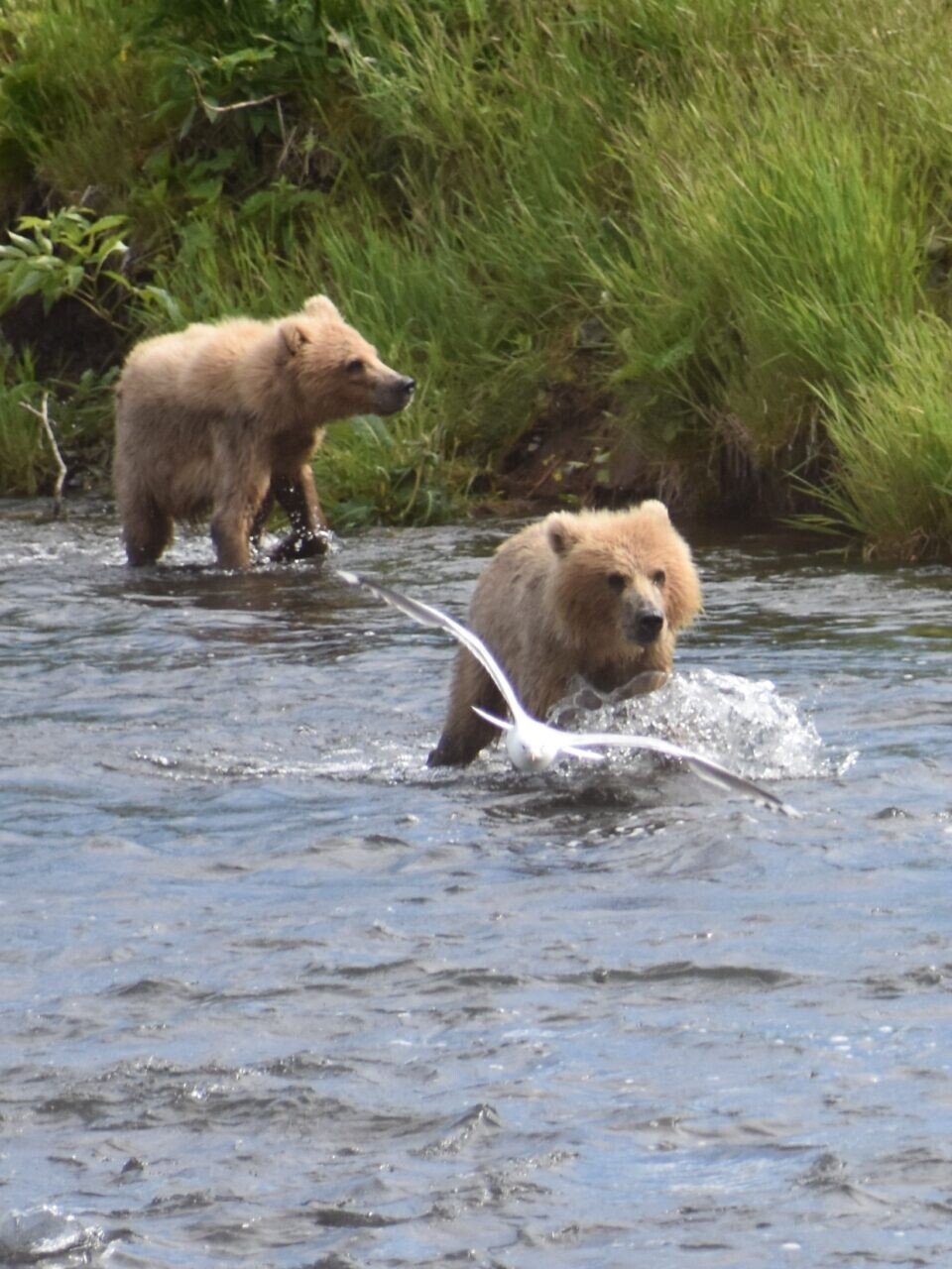 Kodiak bear catching salmon