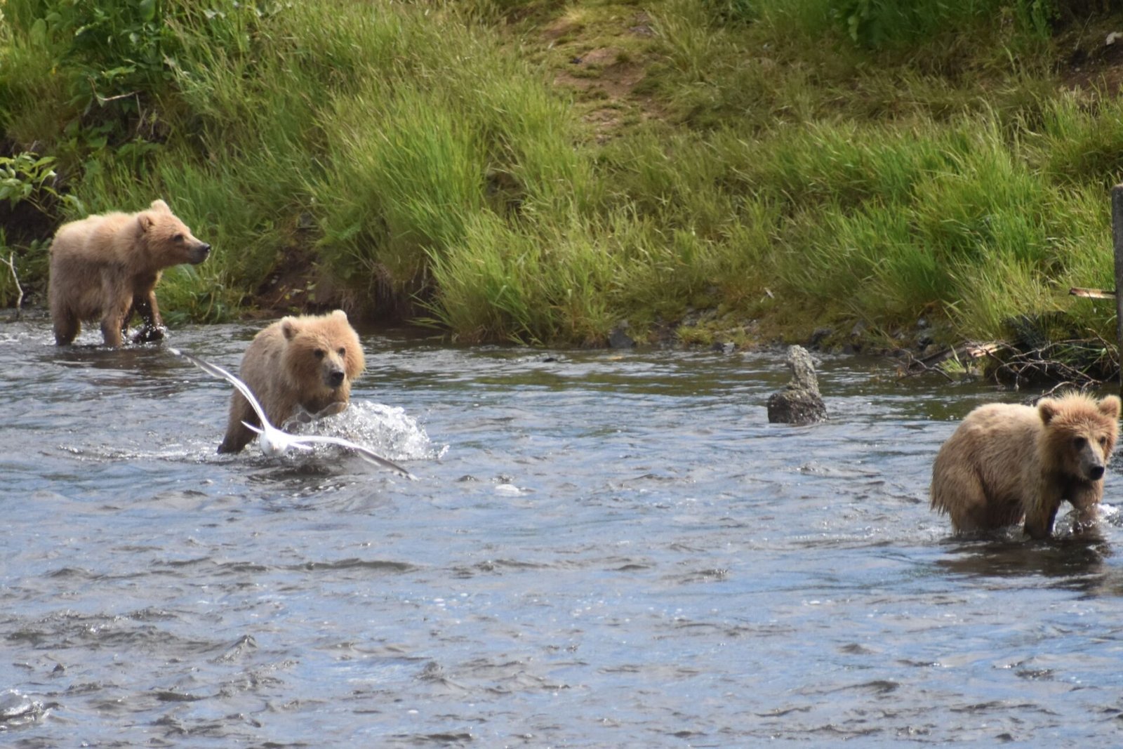 Kodiak Bears cubs