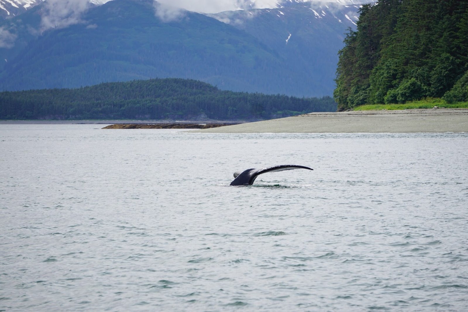Humpback whale, Juneau, Alaska