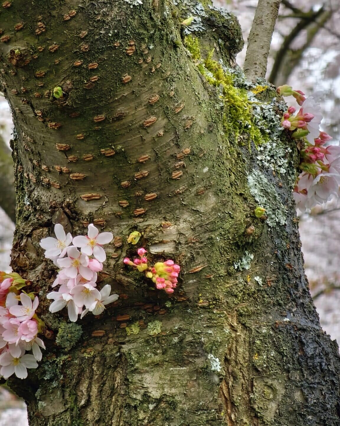 Cherry tree in blossom at Amsterdam Forest