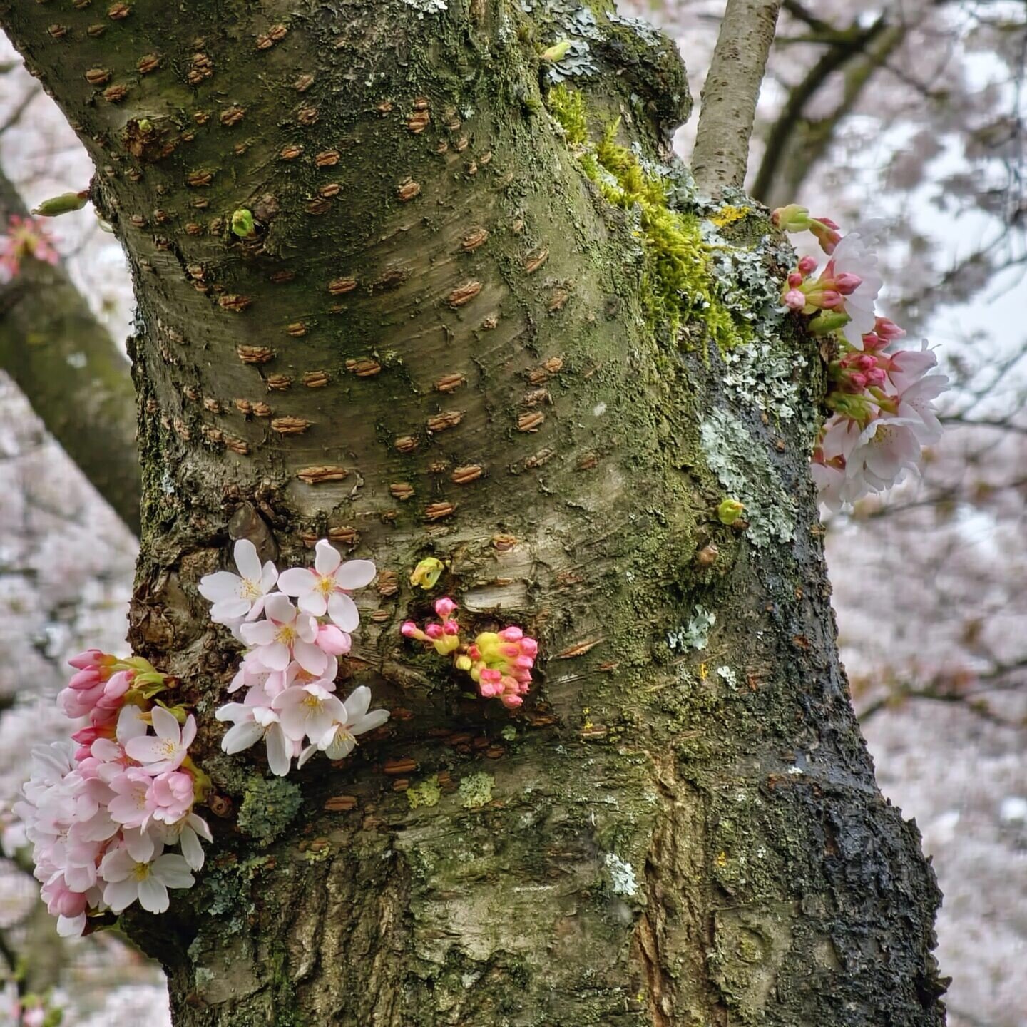 Cherry tree in blossom at Amsterdam Forest