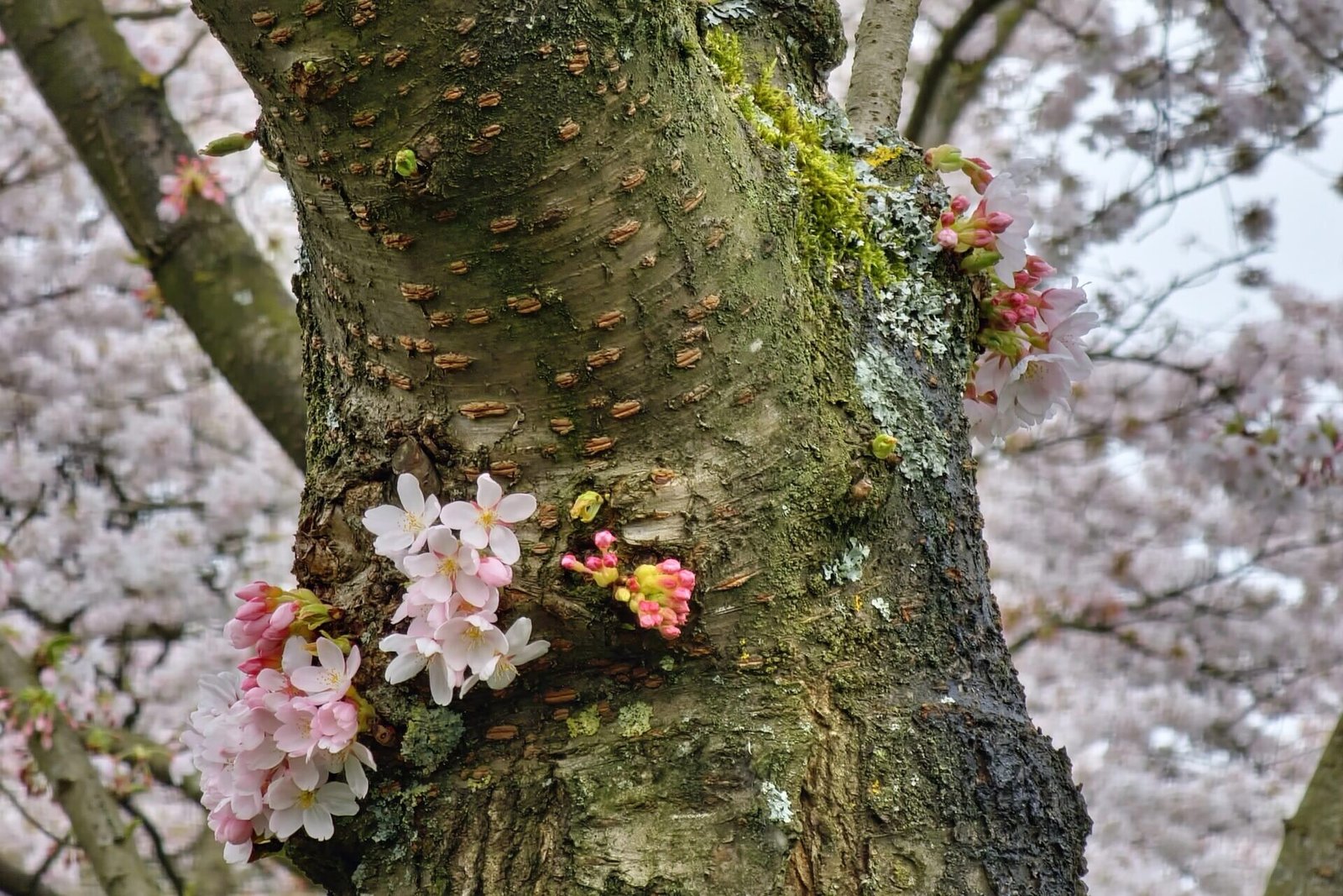 Cherry tree in blossom at Amsterdam Forest