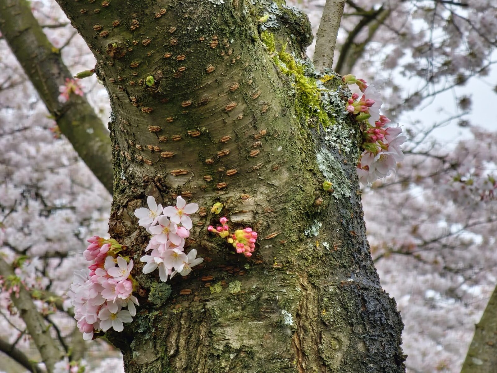Cherry tree in blossom at Amsterdam Forest